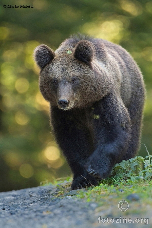 Mrki medvjed (Ursus arctos)