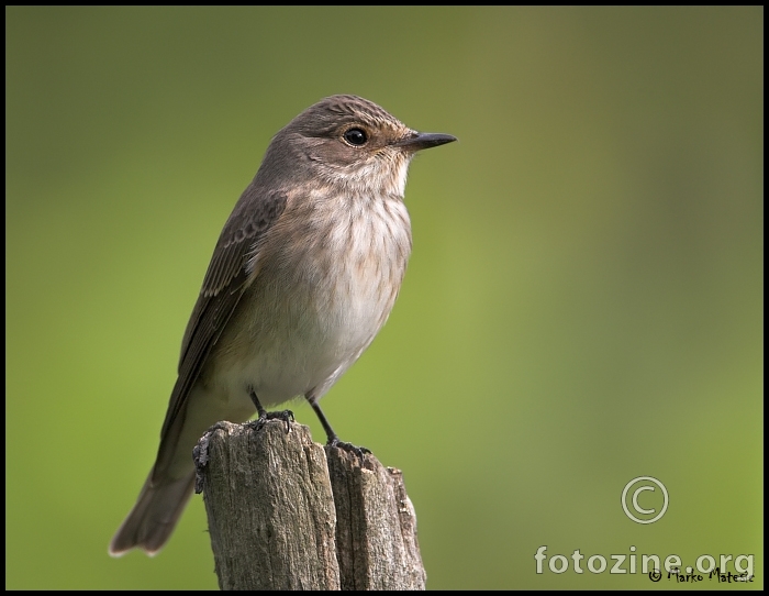 Muharica-Muscicapa striata