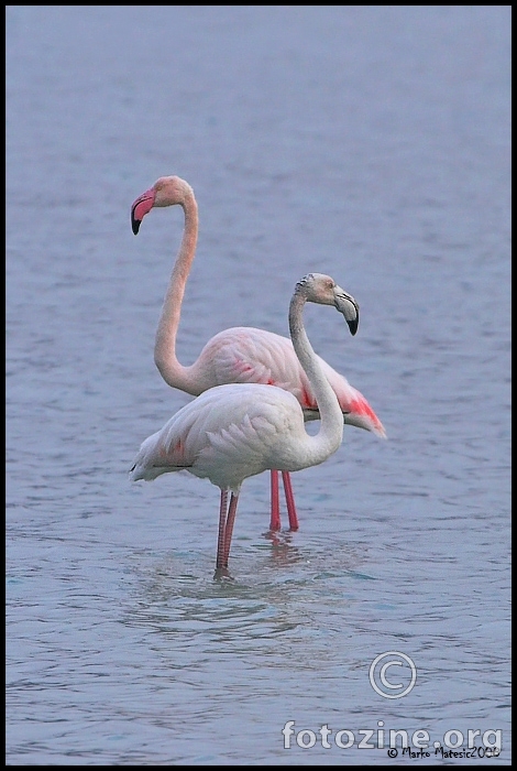 Plamenac-phoenicopterus ruber