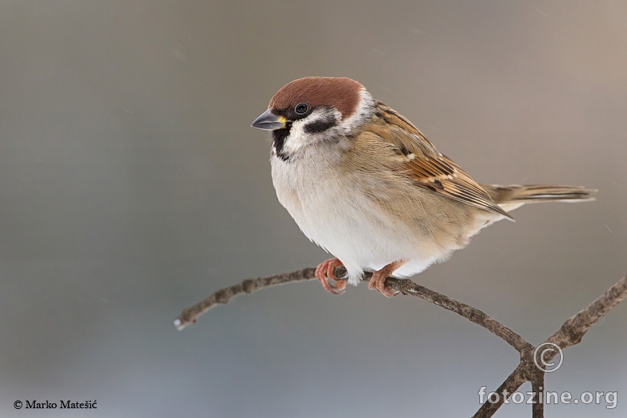 Poljski vrabac Passer montanus