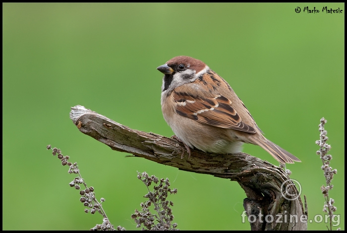 Poljski vrabac- Passer montanus