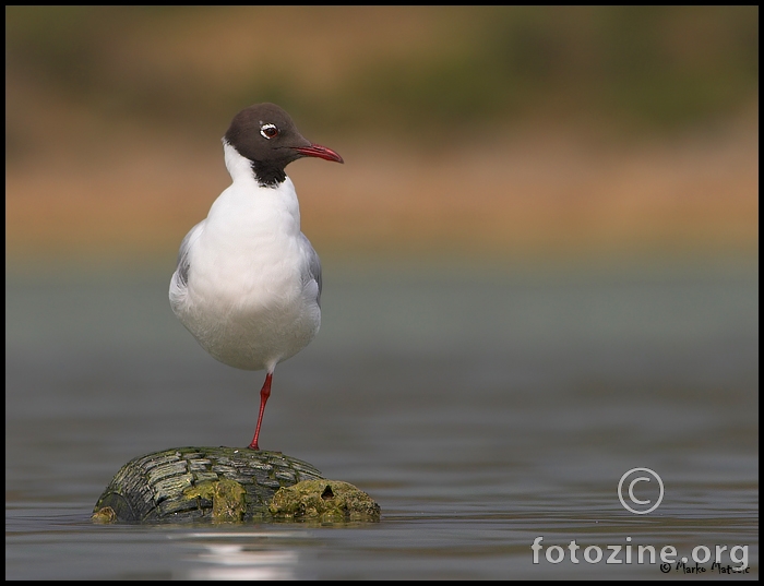 Chillin :)  .......................Rijecni galeb-Larus ridibundus