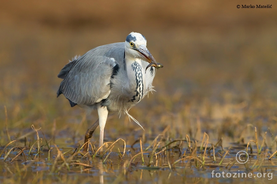 Siva čaplja-Ardea cinerea