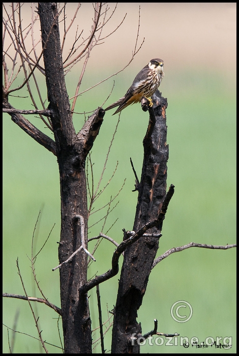 Sokol lastavicarFalco subbuteo