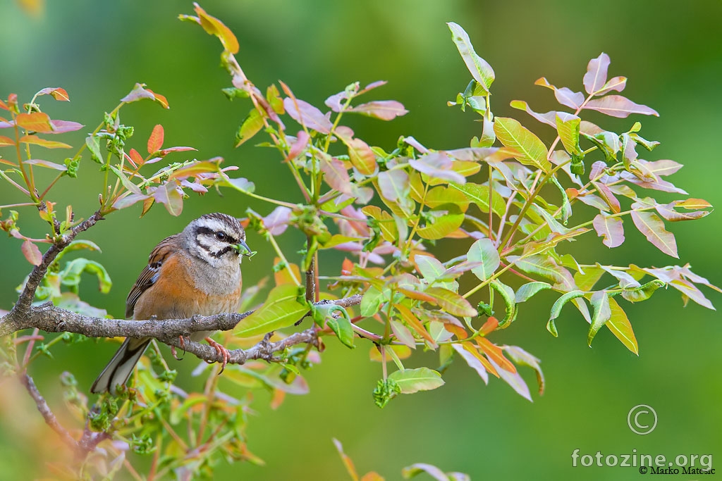 Strnadica cikavica-Emberiza cia