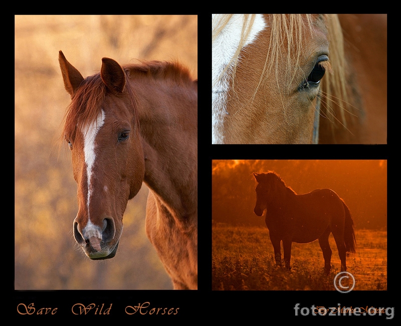 Save wild horses