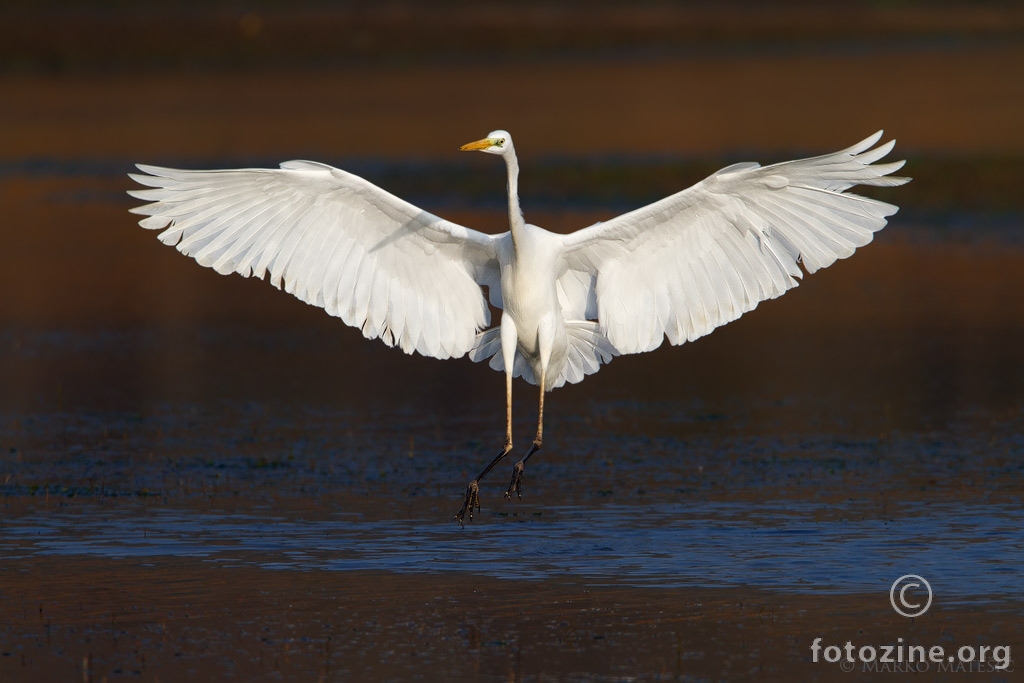 Veeeeeelika bijela čaplja-Egretta alba