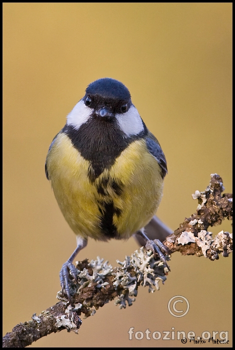 Velika sjenica-Parus majo