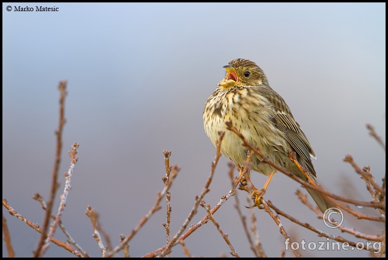 Velika strnadica-Emberiza calandra