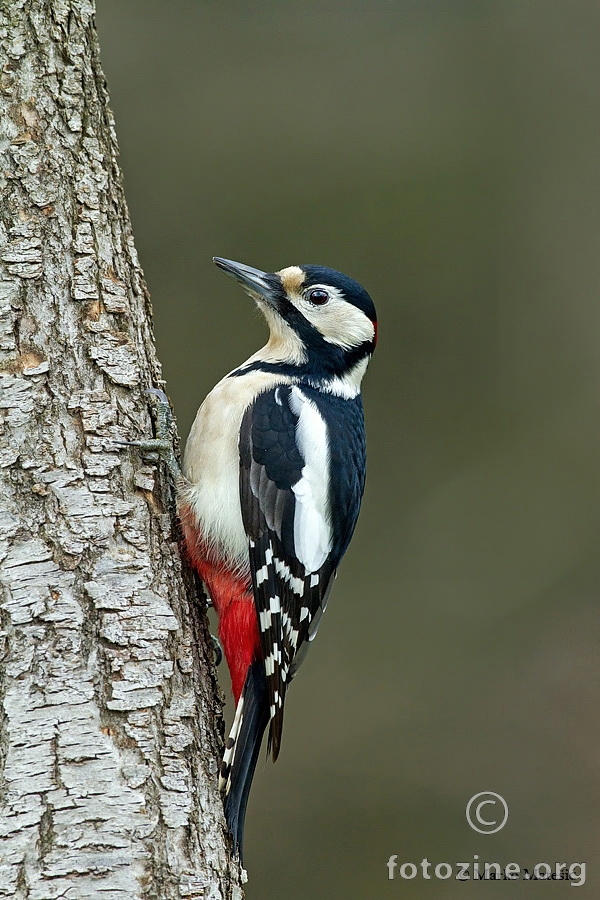 Veliki djetlic-Dendrocopos major