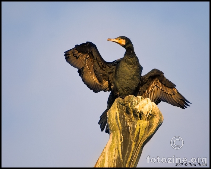 Susenje.......Veliki vranac-Phalacrocorax carbo