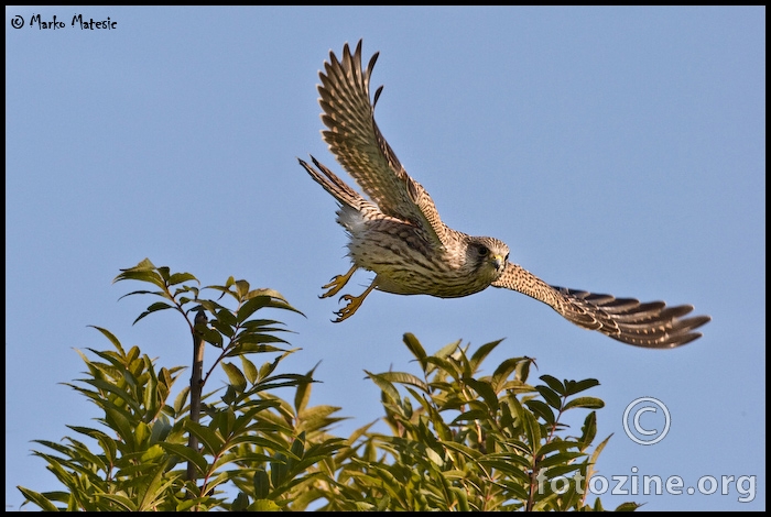 Vjertusa-Falco tinnunculus