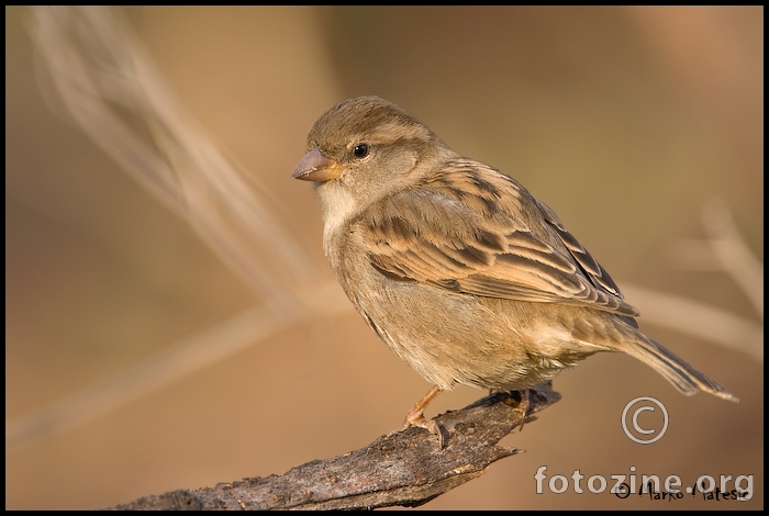 Vrabac (Passer domesticus)