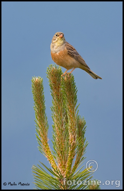 Vrtna-strnadica-Emberiza-hortulana