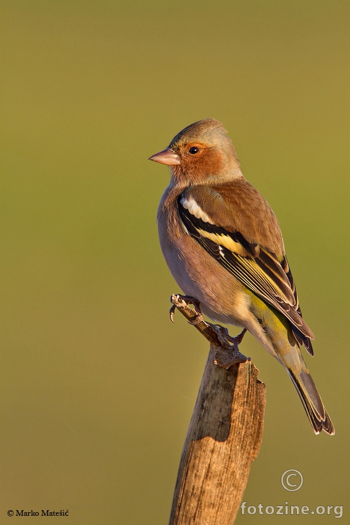 Zeba-Fringilla coelebs