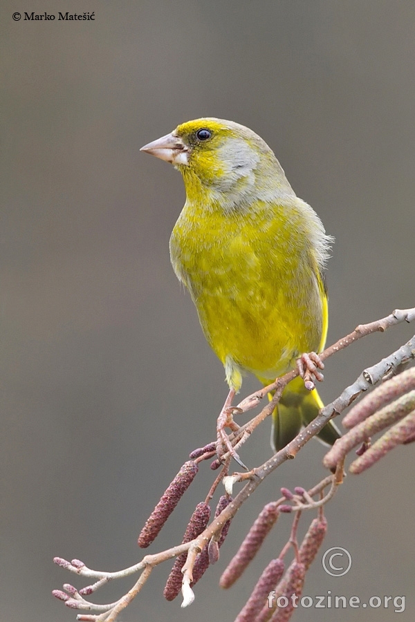 ZelendurCarduelis chloris