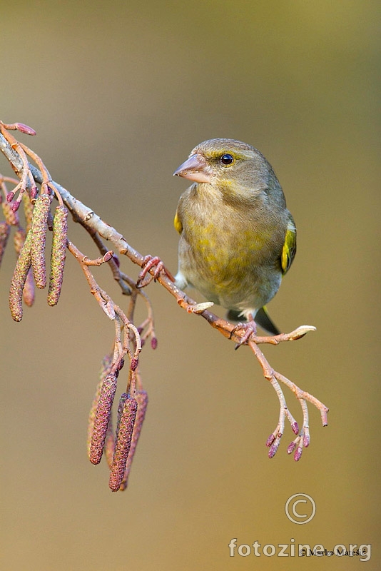 ZelendurCarduelis chloris