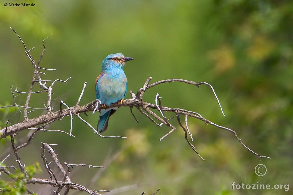 Zlatovrana Coracias garrulus