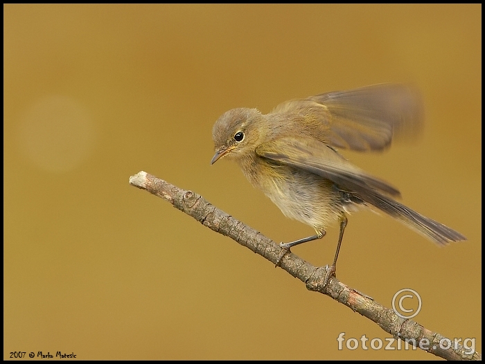 In balance ...................... Zviždak(Phylloscopus colibita )