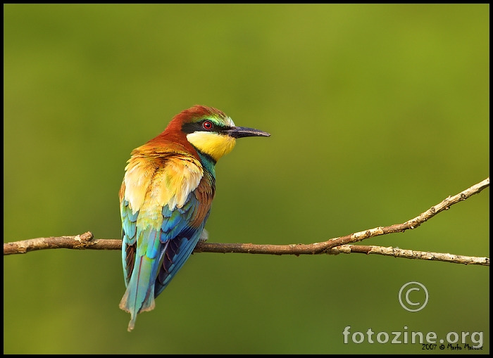  Pčelarica (Merops apiaster