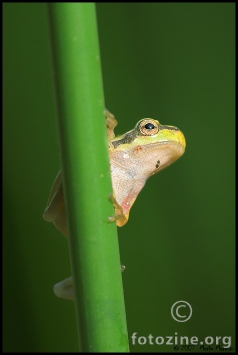 Gatalinka (Hyla arborea)