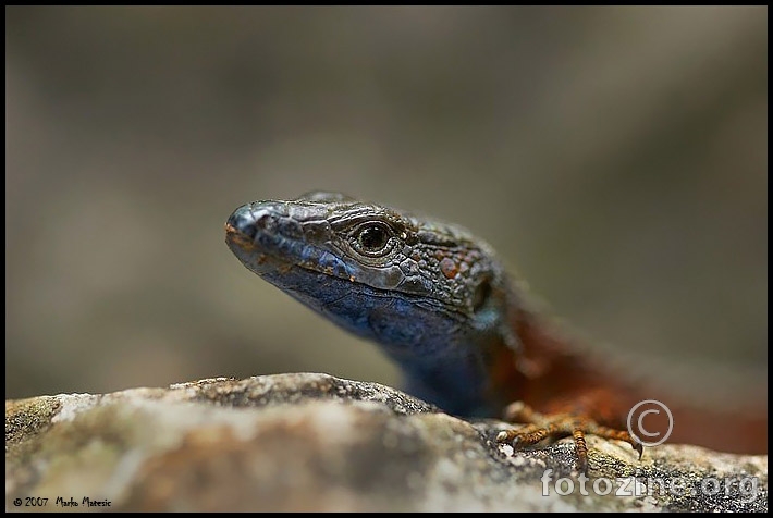 Guster mrki (Algyroides nigropunctatus)