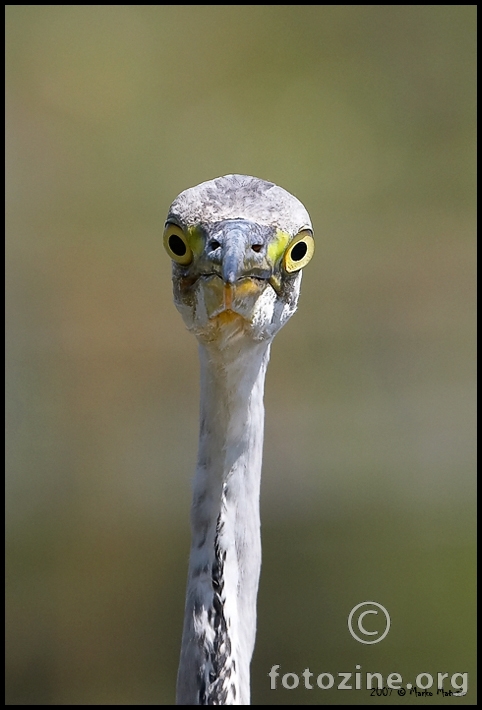 En face      siva caplja(Ardea cinerea)