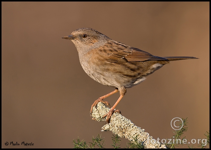 Sivi popic-Prunella modularis