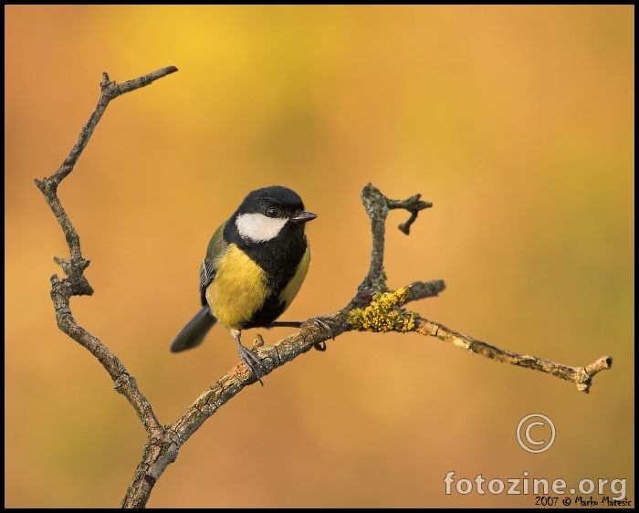 Velika sjenica(Parus major)