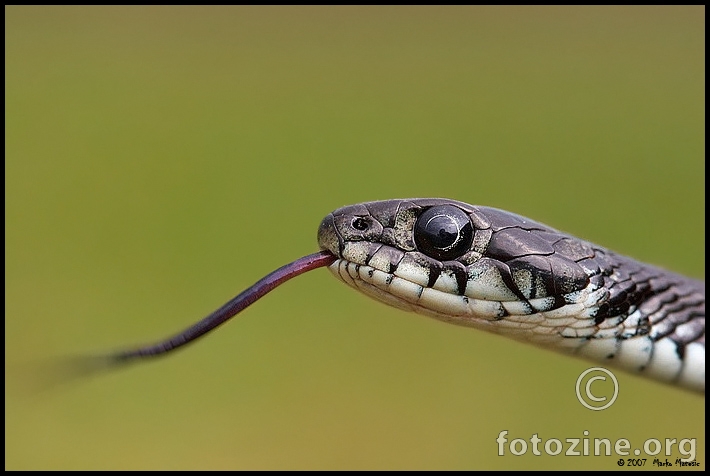 bjelouska (natrix natrix)