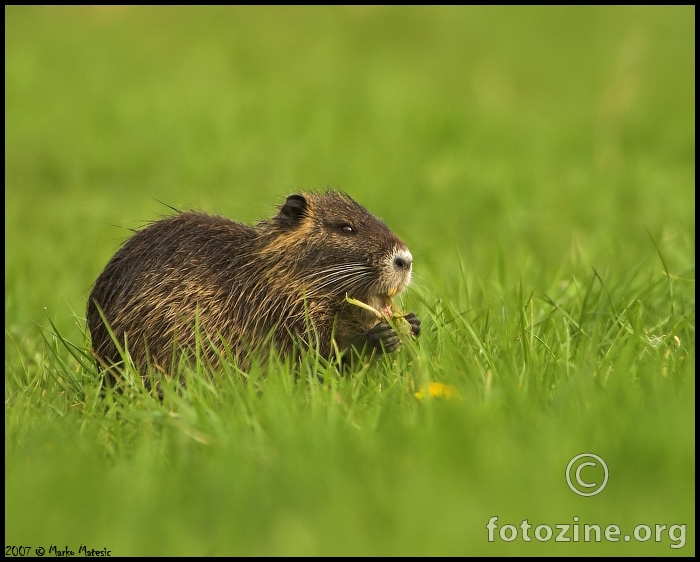 Nutrija (Myocaster coypus)