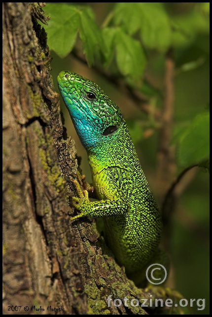 Zelenbać( Lacerta viridis)