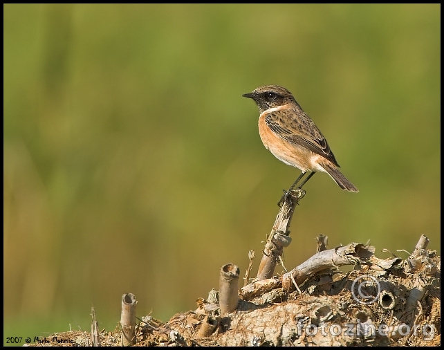 Crnoglavi batic-Saxicola torquata