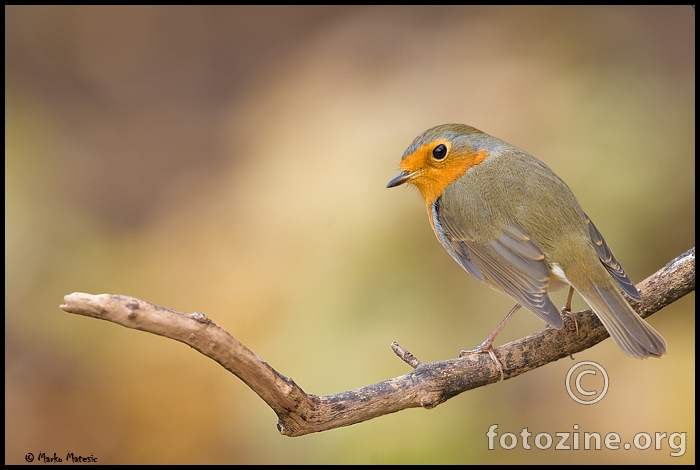 crvendac-Erithacus rubecula