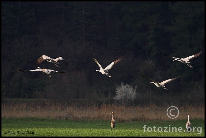 Ždral-grus grus