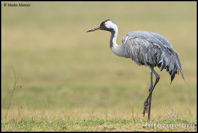 Ždral Grus grus