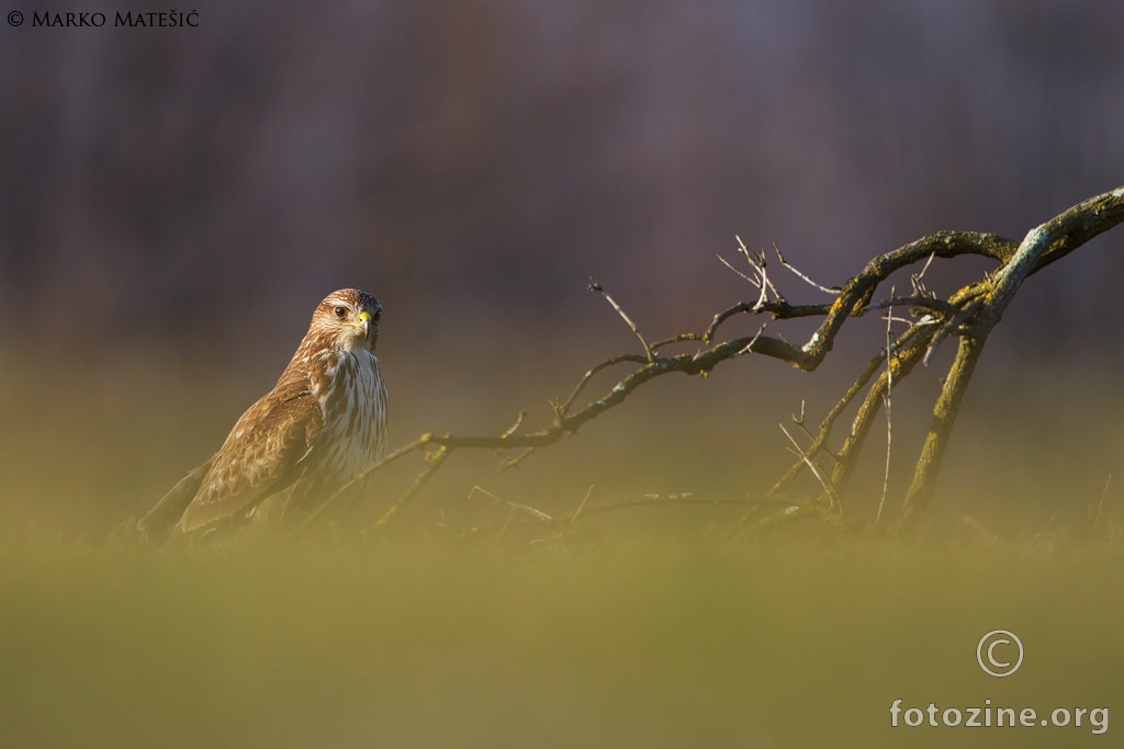 Škanjac-Buteo buteo