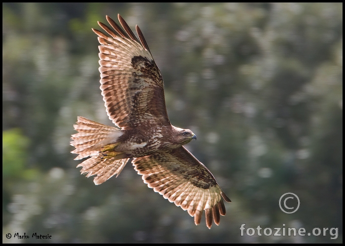 Škanjac-Buteo buteo