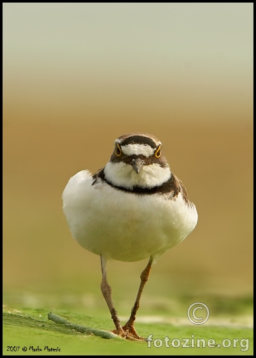 Angry........kulik sljepčić-Charadrius dubius