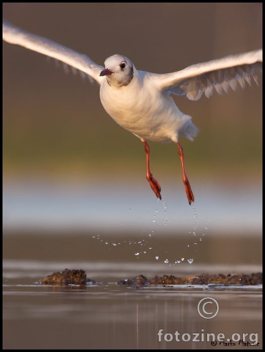 rijecni galeb-larus ridibundus