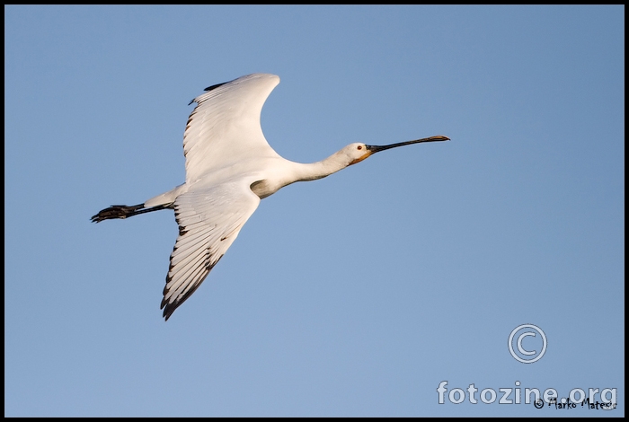 Žličarka-Platalea leucorodia