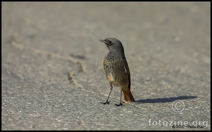 Mrka crvenorepka (phoenicurus ochruros