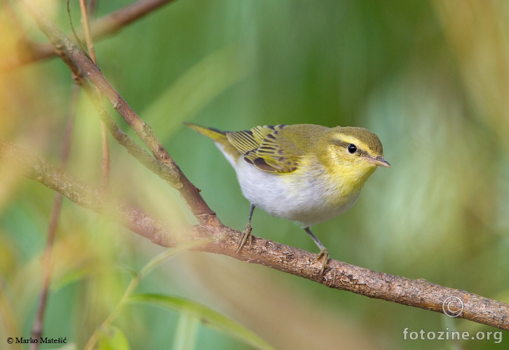 sumski zvizdak-Phylloscopus sibilatrix