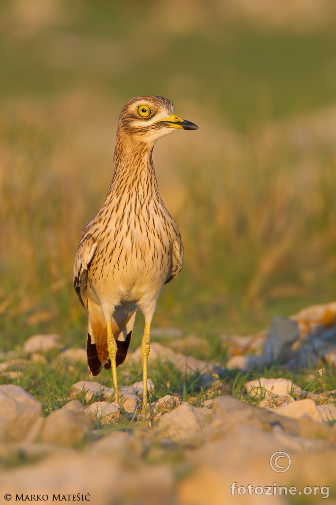 Ćukavica Burhinus oedicnemus