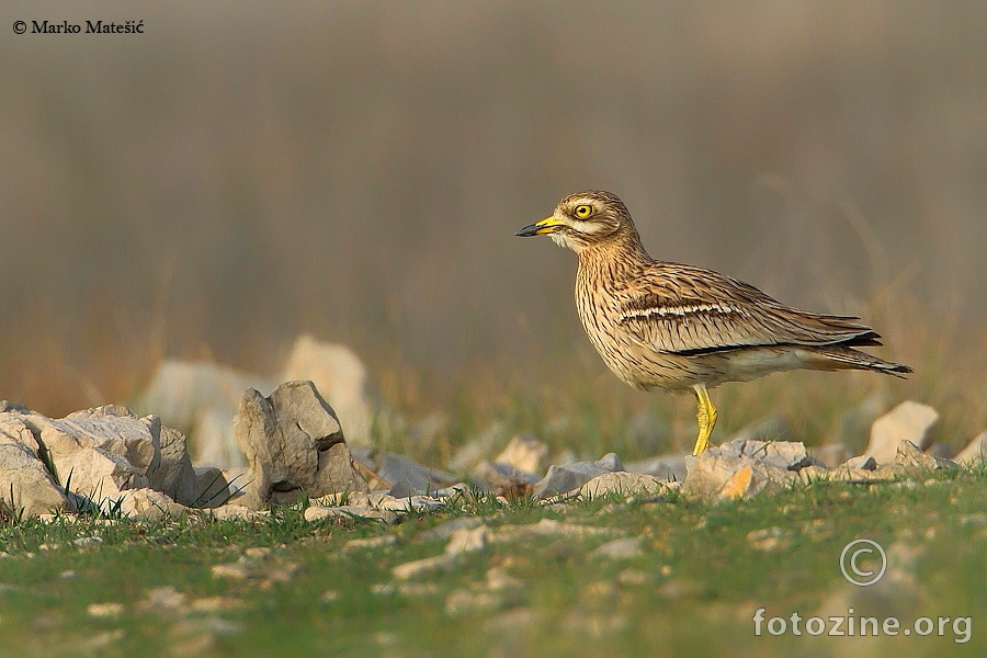 Ćukavica-Burhinus oedicnemus