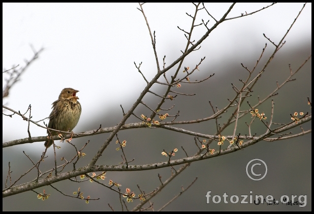 Pjesma proljeću.....velika strnadica-Emberiza calandra