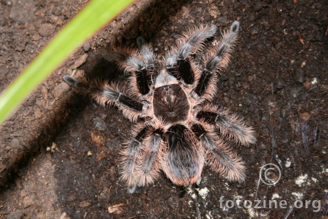 Brachypelma albopilosum nakon presvlacenja