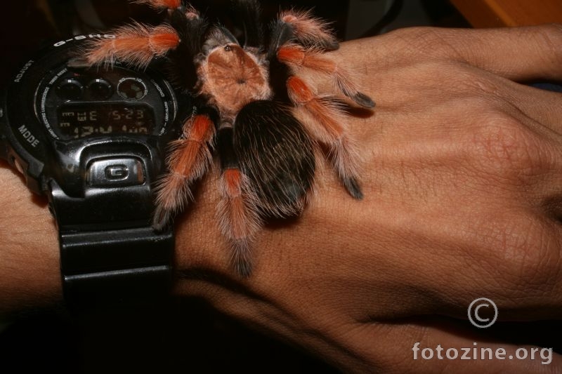 Moja tarantula ~13 cm 