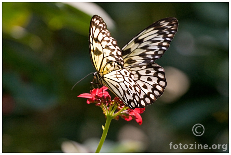 Madam Butterfly