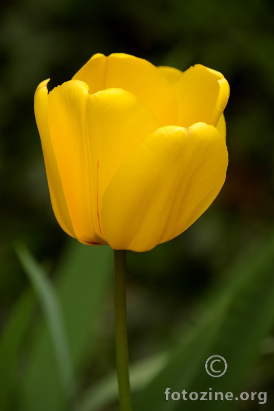 tulipan